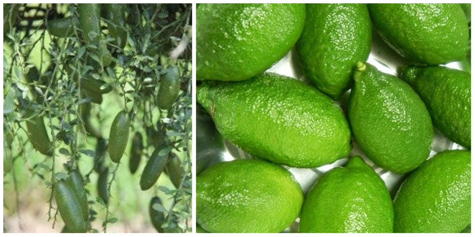 Dwarf Giant Finger Lime Tree 2630" Tall Live Grafted Citrus Plant