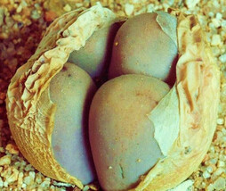 Lithops Steineckeana rare plant exotic living stone ice succulent seed 100 SEEDS - $18.99