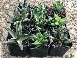 Assorted Rooted Premium Aloe and Haworthia Succulents in 2" Planter Pots with