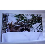 Adorable Raccoon peeking over the snow  12x18 unframed photo  - $24.00