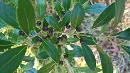 Inkberry Holly, Ilex glabra aka Gallberry - $16.00
