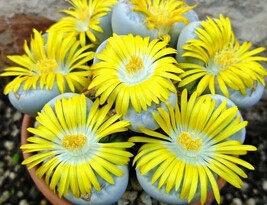 LITHOPS GEYERI, rare living stones exotic mesembs rocks succulent seed 30 SEEDS - $8.99