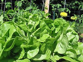 Lettuce Seed, Bibb Leaf Lettuce, Heirloom, Non GMO, Organic, 25+ Seeds, ... - $5.21
