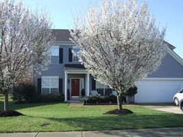 2 Snowgoose Flowering Cherry tree plants image 5