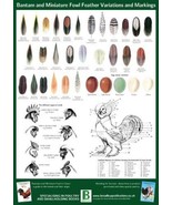 Bantam and Miniature Fowl Feather Variations 42 X 29.5cm A3 New Poultry ... - $6.88