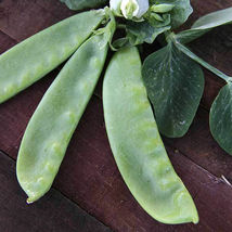 Ship From Us Organic Oregon Giant Peas Seeds - 2 Lb Seeds - NON-GMO, TM11 - $74.16