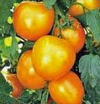 Tomato, Jubilee, Heirloom, 500 Seeds, Deliciously Sweet Yellow Fruit - $9.99