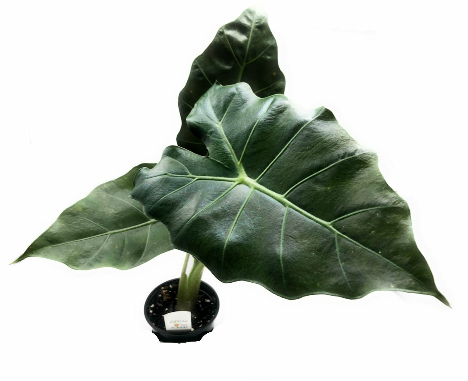 Alocasia Mayan Mask (Elephant Ear) - living room - houseplant