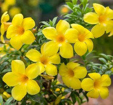 Starter Live Plant Yellow Allamanda cathartica golden trumpet common trumpetvine - $15.99