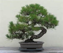 5 Japanese Black Pine Tree seeds -1144 - $3.98