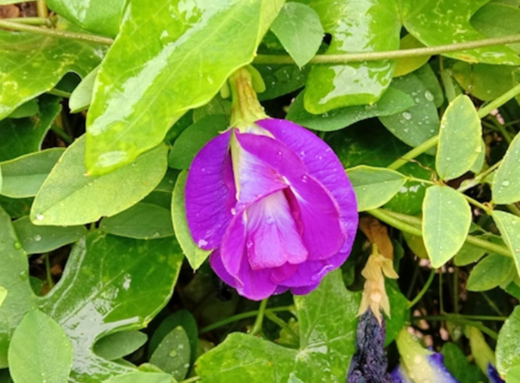 10 Pc Seeds Clitoria Ternatea Plant Pink Butterfly Pea Seeds For Planting Rk Other Plants 