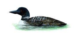 Black Throated Duck Vinyl Decal Sticker Truck Boat Car Tumbler Cooler Cup Tablet - $6.95+