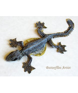 Real Flying Lizard Draco Taxidermy Museum Quality Framed Collectible Sha... - $79.99