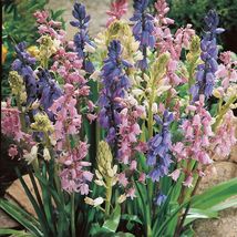 10 BULBS Spanish bluebell, Wood Hyacinth, Hyacinthoides hispanica Mix Color - $8.75