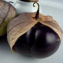 Ship From Us 1000 Mg Packet ~80 Seeds - Organic Purple Tomatillo Seeds, TM11 - $22.76