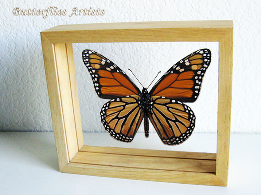 Primary image for Danaus Plexippus Real Butterfly Monarch Entomology Double Glass Display