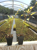 2 Okame Flowering Cherry trees image 2
