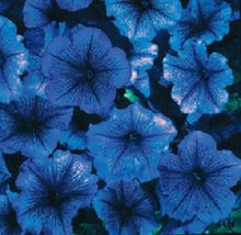 200 Bi Color Blue Petunia Flowers Seeds Garden Planting Perennial - $13.75