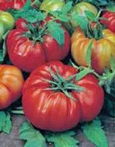 Tomato, Beefsteak, Heirloom, 500 Seeds, Great Sliced Tomato, Delicious - $9.99