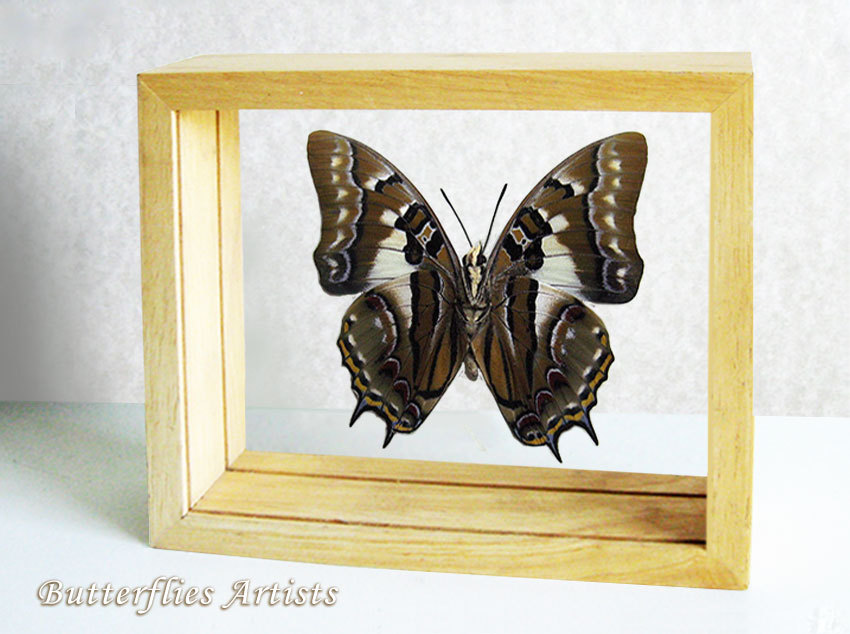 Primary image for Tailed Emperor Polyura Pyrrhus Real Butterfly Entomology Double Glass Shadowbox 