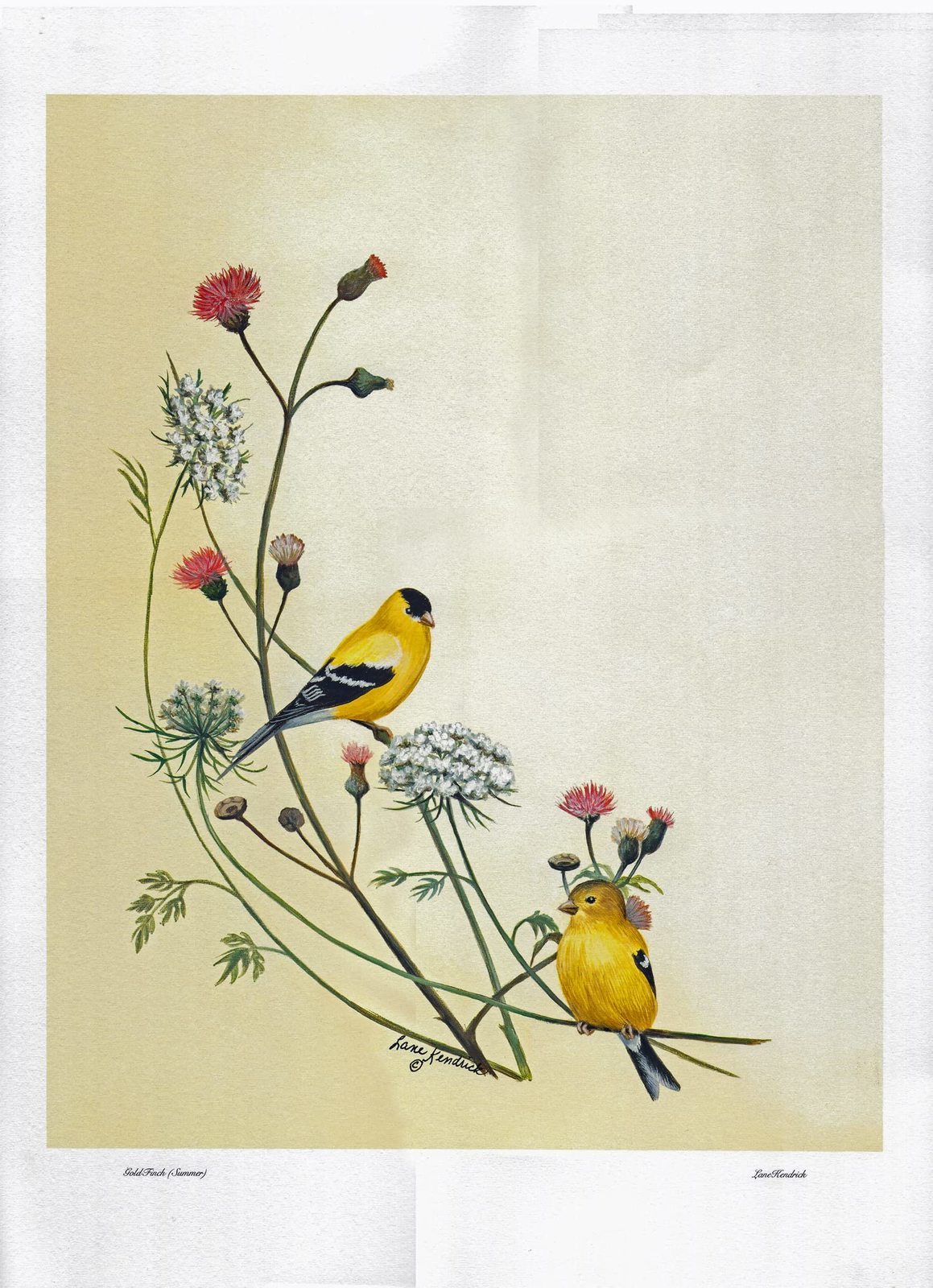 Vintage Gold Finch Bird 12x17 Poster- Bird Décor - Everything Else