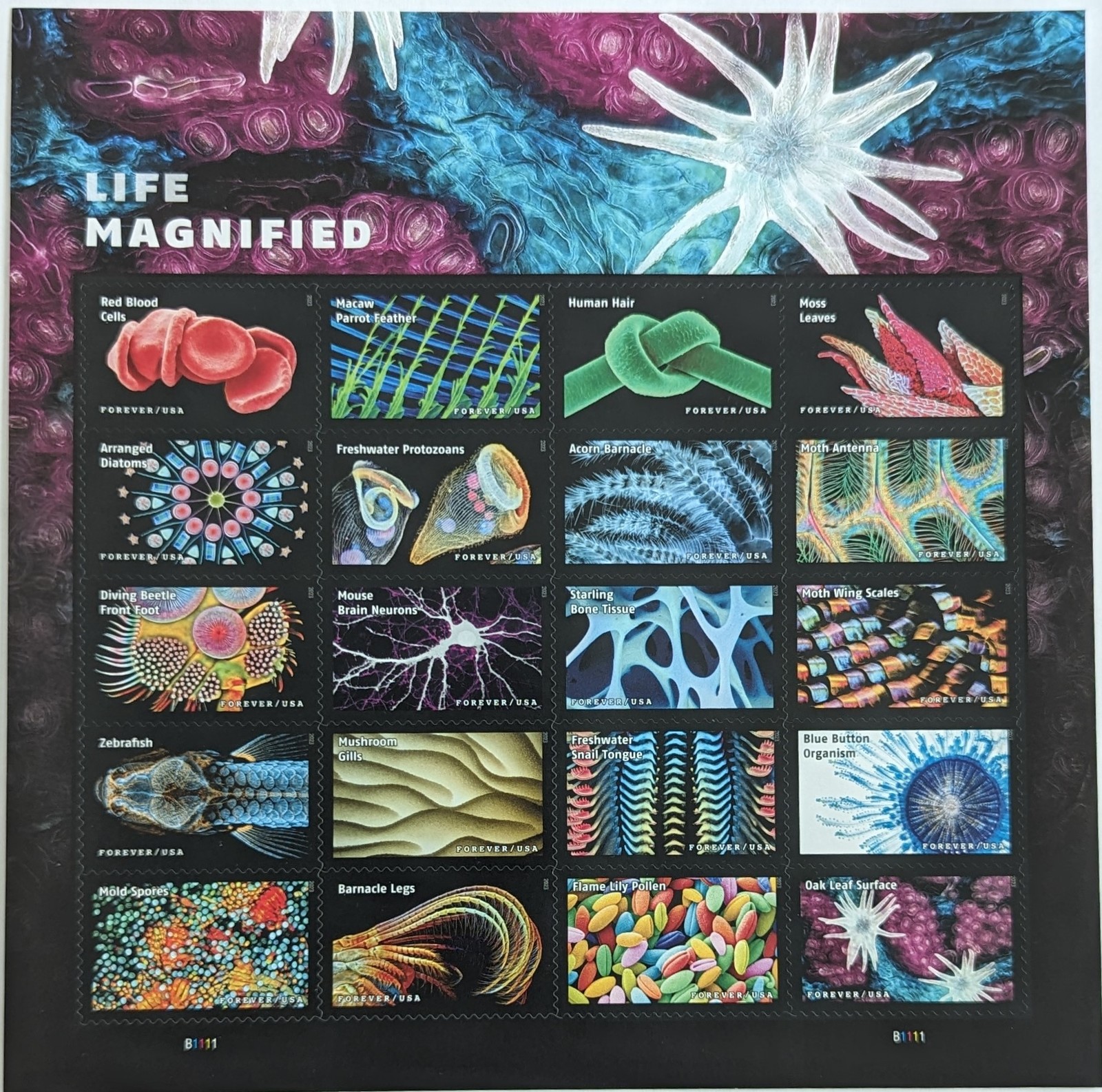 Life Magnified (USPS) 2023 20 Forever Stamp Sheet Sheets