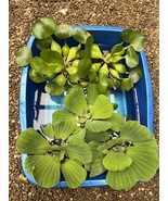 (5) MIX Water Lettuce &amp; Hyacinth Large 5-7” Koi Pond Floating Plant Alga... - $25.98