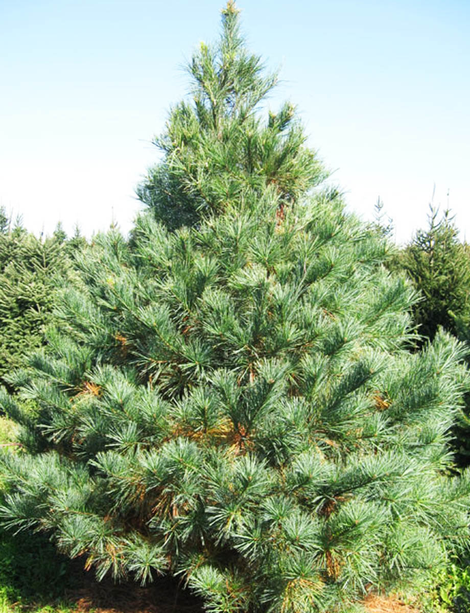Primary image for 1 White Pine Tree These fast growing trees