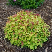 Double Play® Candy Corn® Spirea PP28313 qt pot - $10.95