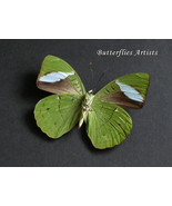 Real Green Olivewing Nessaea Aglaura Butterfly Framed Entomology Shadowbox - $64.99