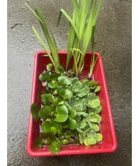 15pc KOI POND COMBO Water Lettuce Water Hyacinth Floating Plants &amp; Yello... - $45.60