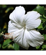 White Hibiscus rosa-sinensis Perennial Live plant - $13.95