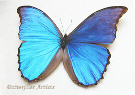 Morpho Menelaus Didius Brilliant Blue Butterfly Entomology Double Glass ... - $84.99