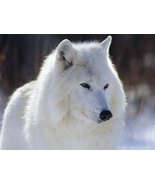 TRANSFORMATION  LIGHTWORK WHITE WOLF TOTEM, 31 DAYS  - $377.77