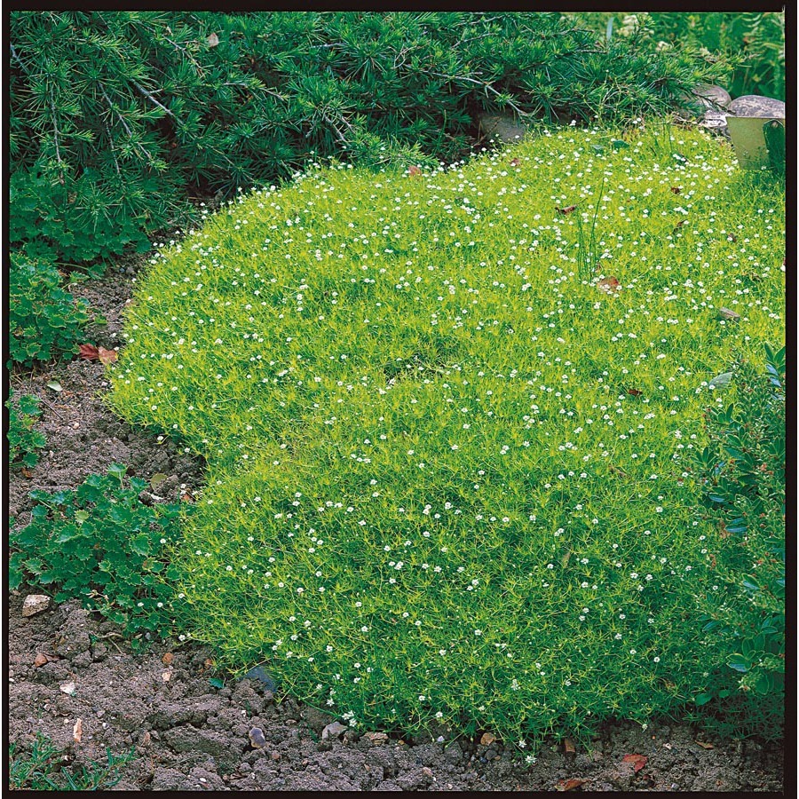 Primary image for 500 Seeds - Irish Moss - Ground Cover