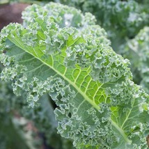 Ship From Us Organic Vates Blue Curled Kale Seeds ~ 50 Lb Seeds - Heirloom, TM11 - $2,685.00