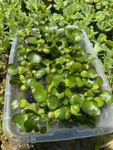 (16) Water Hyacinth Koi Pond Floating Plants Rid Algae Medium- Small 2-4” Filter - $45.60