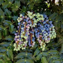 Oregon Grape Mahonia aquifolium Organic 20 Seeds GTL09 - $30.17