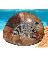 Ammonite Marine Fossil Sea Animal Shell Spiral Mollusk Polished 1962 - $17.95