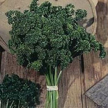 Ship From Us Organic Moss Curled Parsley Seeds - 2 Lb Packet Seeds, Herb TM11 - $237.96