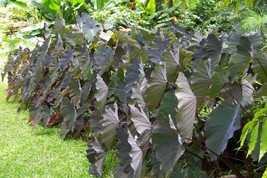 Elephant Ear - Black Beauty Plant Exotic Tropical Bare root 4-6 inches - $19.44