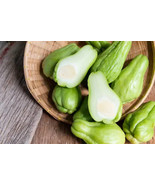 Chayote, 30 Seeds - $12.19
