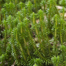 3 Live Shining Clubmoss Stagshorn Reptile Habitat Vivarium Shade Plant Terrarium - $19.75