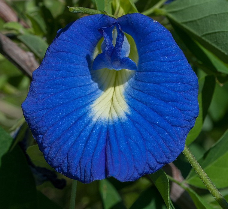 Conchita Blue Clitoria Ternatea Creeper Flowers Erotic Seeds Medicinal ...