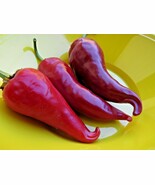 Kalugerista  a spicy and delicious pepper from Macedonia - $5.00