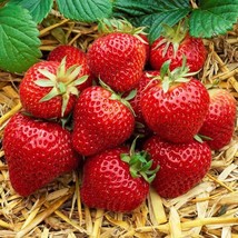10 Organic Honeoye Strawberry Plants Incredibly Sweet Berry Non GMO Bare... - $25.50