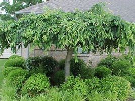 Weeping Yoshino Cherry tree 2.5" pot image 4