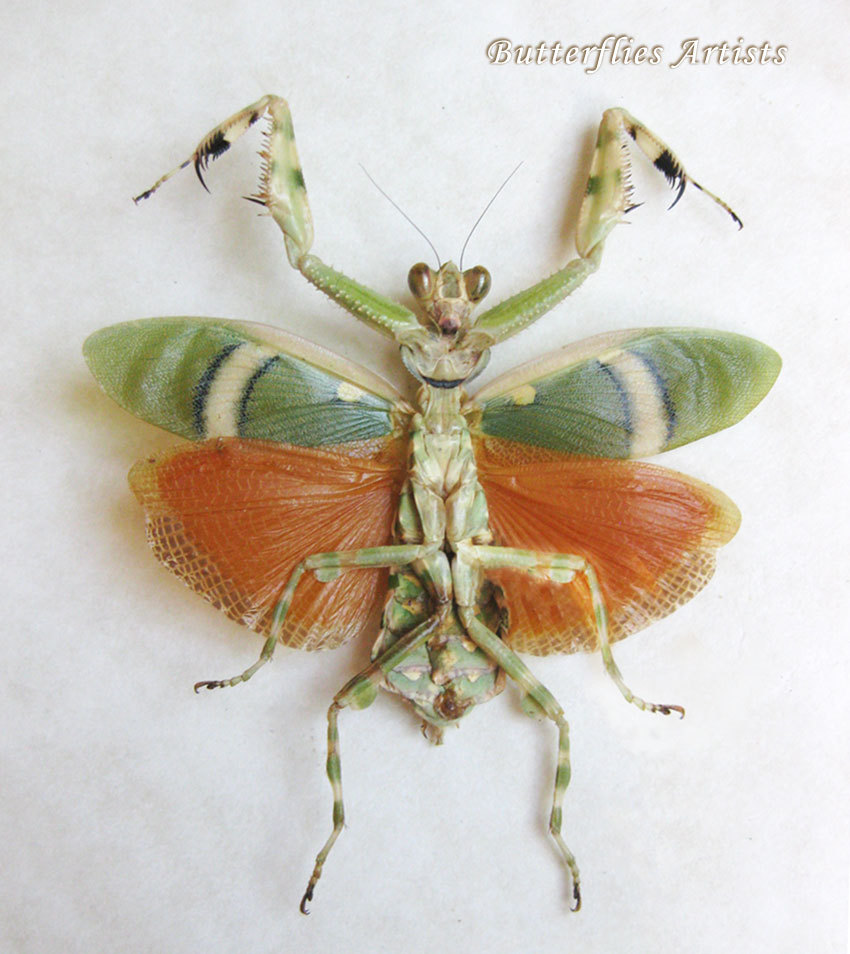 Primary image for Theopropus Elegans Female Banded Flower Mantis Entomology Double Glass Display 