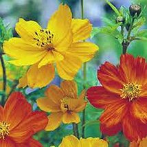 Bright Lights Cosmos 100+ Seeds Newly Harvested, Beautiful Bright Flower - $2.99