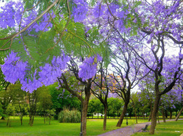 JACARANDA MIMOSIFOLIA, BLUE rare flowering tree flamboyan delonix seed 100 seeds - $18.99